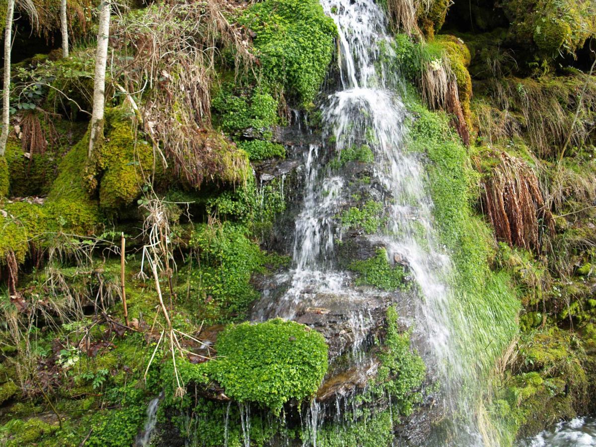 Saxifrage, Opposite-leaved Golden plant